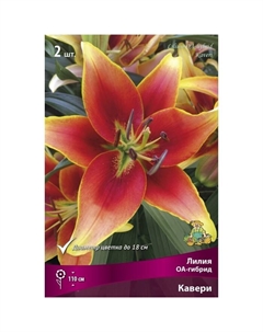 Лилии ОА-Гибриды «Кавери», 14/16 р-р, 2 шт. 110 h(см), Осень 2022 Поиск