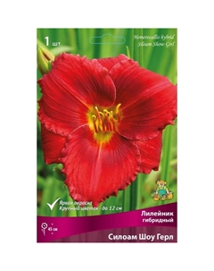 Лилейник гибридный «Силоам Шоу Герл», I р-р, 1 шт. 45 h(см), Осень 2025 Поиск