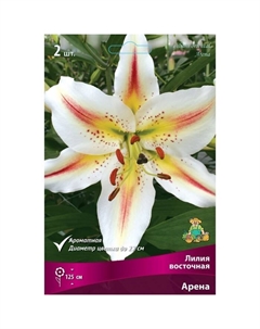 Лилии Восточные «Арена», 14/16 р-р, 2 шт. 125 h(см), Осень 2024 Поиск