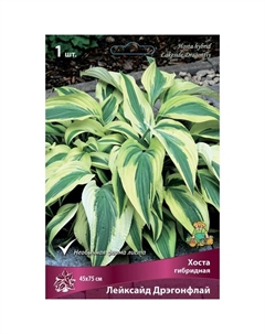 Хоста гибридная Лейксайд Дрэгонфлай, I р-р, 1 шт. 45*75 h(см), Осень 2025 Поиск