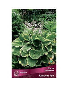 Хоста гибридная Крисмас Три, I р-р, 1 шт. 45*100 h(см), Осень 2025 Поиск