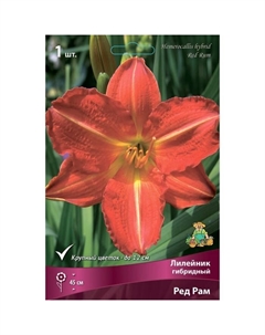 Лилейник гибридный «Ред Рам», I р-р, 1 шт. 45 h(см), Осень 2024 Поиск