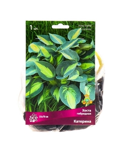 Хоста гибридная Катерина, I р-р, 1 шт. 35*70 h(см), Осень 2025 Поиск