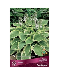 Хоста гибридная Тамбурин, I р-р, 1 шт. 50*100 h(см), Осень 2025 Поиск