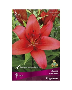 Лилии Азиатские «Родилана», 14/16 р-р, 2 шт. 110 h(см), Осень 2022 Поиск