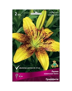 Лилии Азиатские «Танго Граффити», 14/16 р-р, 2 шт. 85 h(см), Осень 2022 Поиск