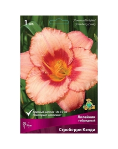 Лилейник гибридный «Строберри Кэнди», I р-р, 1 шт. 70 h(см), Осень 2025 Поиск