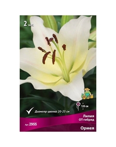 Лилии ОТ-Гибриды «Ормея», 14/16 р-р, 2 шт. 120 h(см), Осень 2025 Поиск