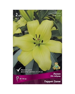 Лилии ЛА-гибриды «Геррит Залм», 14/16 р-р, 2 шт. 110 h(см), Осень 2025 Поиск