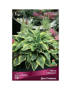Хоста гибридная Дон Стивенс, I р-р, 1 шт. 35*60 h(см), Осень 2025 Поиск