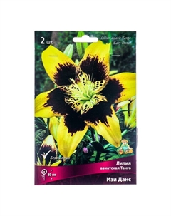 Лилии Азиатские «Танго Изи Данс», 14/16 р-р, 2 шт. 80 h(см), Осень 2025 Поиск