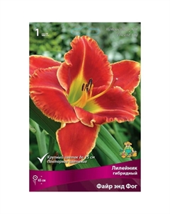 Лилейник гибридный «Файр энд Фог», I р-р, 1 шт. 65 h(см), Осень 2024 Поиск