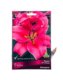 Лилии ОТ-Гибриды «Импрато», 14/16 р-р, 2 шт. 130 h(см), Осень 2022 Поиск