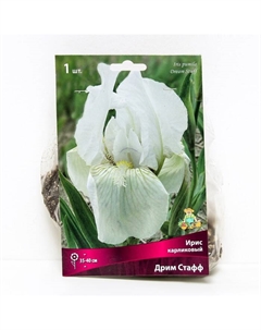 Ирис карликовый «Дрим Стафф», I р-р, 1 шт. 35-40 h(см), Осень 2022 Поиск