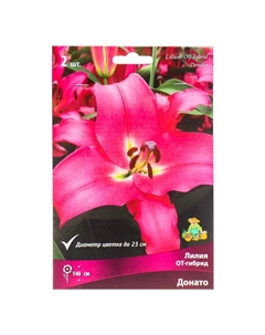 Лилии ОТ-Гибриды «Донато», 14/16 р-р, 2 шт. 140 h(см), Осень 2022 Поиск