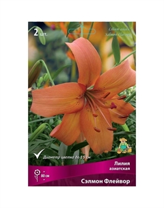 Лилии Азиатские «Сэлмон Флейвор», 14/16 р-р, 2 шт. 80 h(см), Осень 2022 Поиск