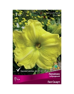 Лилейник гибридный Гел Скаут, I р-р, 1 шт. 55 h(см), Осень 2024 Поиск