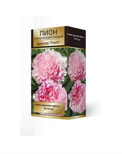 Пионы молочноцветковые Диннер Плейт, 2-3 р-р, 1 шт. 90 h(см), Осень 2025 Поиск