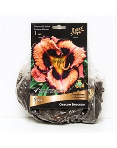 Лилейник гибридный «Овесом Блоссом», I р-р, 1 шт. 60 h(см), Осень 2024 Поиск