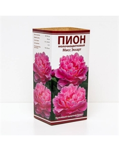 Пионы молочноцветковые Мисс Экхарт, 2-3 р-р, 1 шт. 90-100 h(см), Осень 2025 Поиск