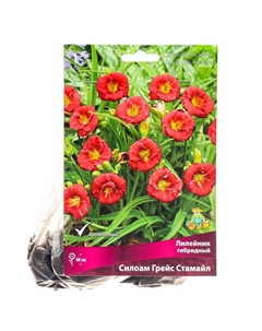 Лилейник гибридный «Силоам Грейс Стамайл», I р-р, 1 шт. 40 h(см), Осень 2024 Поиск