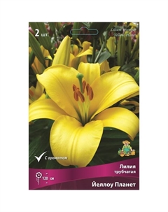 Лилии Трубчатые «Йеллоу Планет», 14/16 р-р, 2 шт. 120 h(см), Осень 2022 Поиск