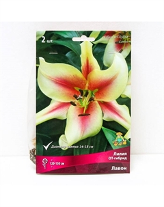 Лилии ОТ-Гибриды «Лавон», 14/16 р-р, 2 шт. 125 h(см), Осень 2022 Поиск