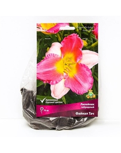 Лилейник гибридный «Файнал Тач», I р-р, 1 шт. 70 h(см), Осень 2025 Поиск