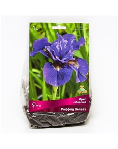 Ирис сибирский «Раффлд Велвет», I р-р, 1 шт. 90 h(см), Осень 2022 Поиск