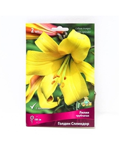 Лилии Трубчатые «Голден Сплендор», 14/16 р-р, 2 шт. 100 h(см), Осень 2025 Поиск