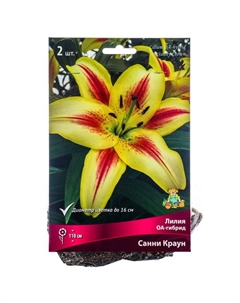 Лилии ОА-Гибриды «Санни Краун», 14/16 р-р, 2 шт. 110 h(см), Осень 2025 Поиск