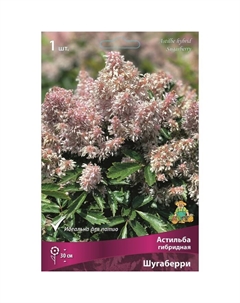 Астильба гибридная «Шугаберри», I р-р, 1 шт. 30 h(см), Осень 2025 Поиск