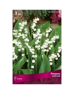 Ландыш майский, р-р I, 3 шт., Осень 2025 Поиск