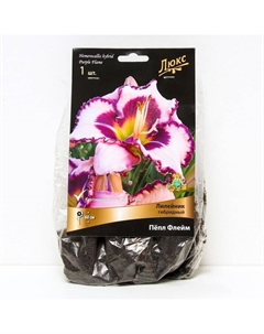 Лилейник гибридный «Пёпл Флейм», I р-р, 1 шт. 60 h(см), Осень 2025 Поиск