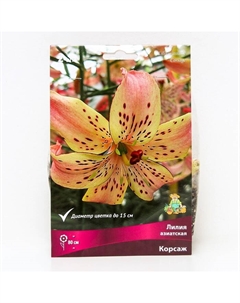 Лилии Азиатские «Корсаж», 14/16 р-р, 2 шт. 80 h(см), Осень 2025 Поиск