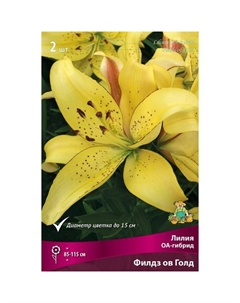 Лилии ОА-Гибриды «Филдз ов Голд», 14/16 р-р, 2 шт. 85-115 h(см), Осень 2024 Поиск
