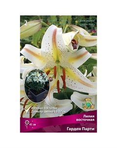 Лилии Восточные горшечные «Гарден Парти», 12/14 р-р, 2 шт. 45 h(см), Осень 2022 Поиск