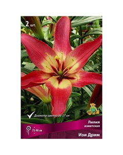 Лилии Азиатские «Изи Дрим», 14/16 р-р, 2 шт. 75-90 h(см), Осень 2022 Поиск