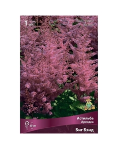 Астильба Арендса «Биг Бэнд», I р-р, 1 шт. 60 h(см), Осень 2024 Поиск