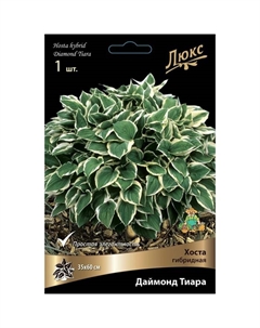 Хоста гибридная Даймонд Тиара, I р-р, 1 шт. 35*60 h(см), Осень 2024 Поиск
