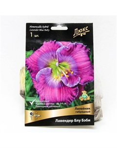 Лилейник гибридный «Лавендер Блу Бэби», I р-р, 1 шт. 65 h(см), Осень 2025 Поиск