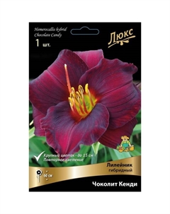 Лилейник гибридный «Чоколит Кенди», I р-р, 1 шт. 60 h(см), Осень 2022 Поиск