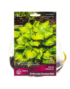 Хоста гибридная Лейксайд Банана Бей, I р-р, 1 шт. 40*60 h(см), Осень 2025 Поиск