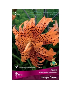 Лилии Азиатские махровые «Флоре Плено», 14/16 р-р, 2 шт. 120 h(см), Осень 2022 Поиск
