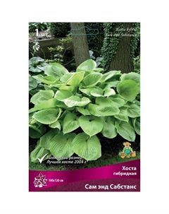 Хоста гибридная Сам энд Сабстанс, I р-р, 1 шт. 100*120 h(см), Осень 2025 Поиск