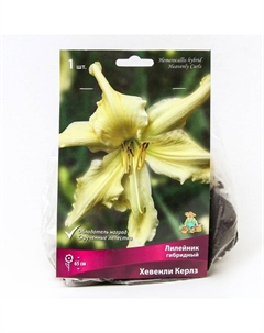 Лилейник гибридный «Хевенли Керлз», I р-р, 1 шт. 65 h(см), Осень 2024 Поиск