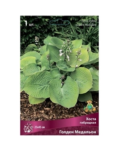 Хоста гибридная Голден Медальон, I р-р, 1 шт. 25*45 h(см), Осень 2025 Поиск