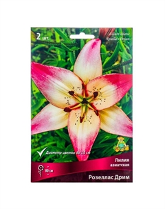 Лилии Азиатские «Розеллас Дрим», 14/16 р-р, 2 шт. 80 h(см), Осень 2024 Поиск