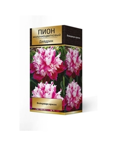 Пионы молочноцветковые Дейдрим, 2-3 р-р, 1 шт. 70 h(см), Осень 2024 Поиск