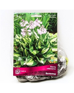 Хоста гибридная Велвинд, I р-р, 1 шт. 35*65 h(см), Осень 2025 Поиск